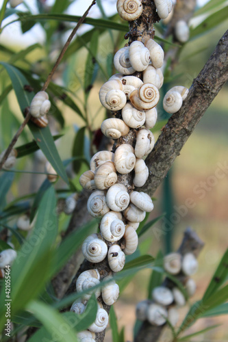 snails in shell on a branch