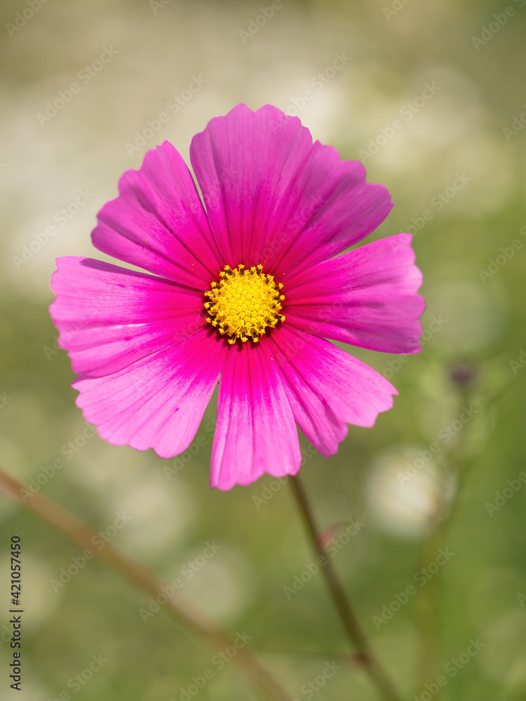 Fototapeta premium bright pink cosmos flower closeup