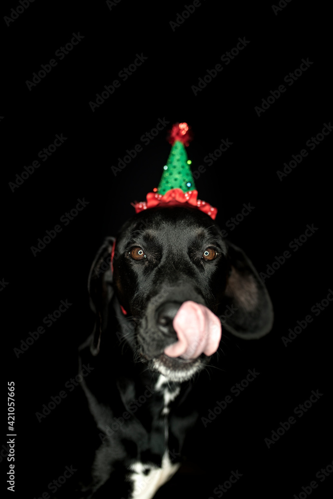 Obraz premium Hundefotografie