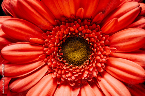 Gerbera flower isolated on a black background