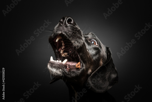 Hundefotografie