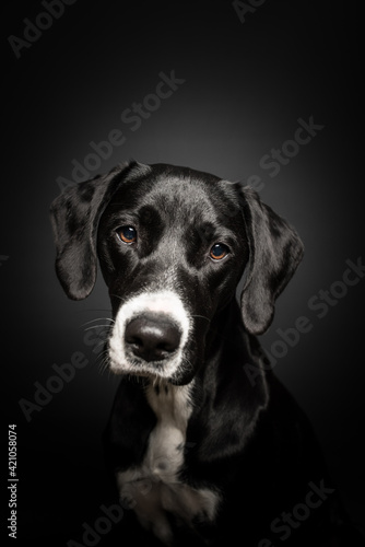 Hundefotografie