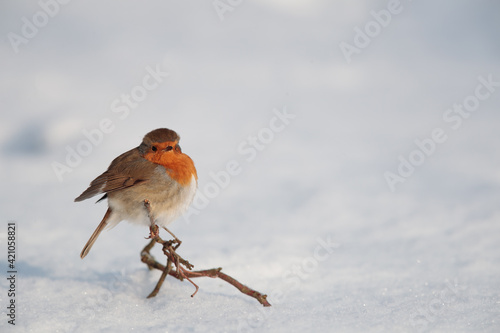 Ein Rotkehlchen sitzt in der Wintersonne und wärmt sich © Alexander von Düren