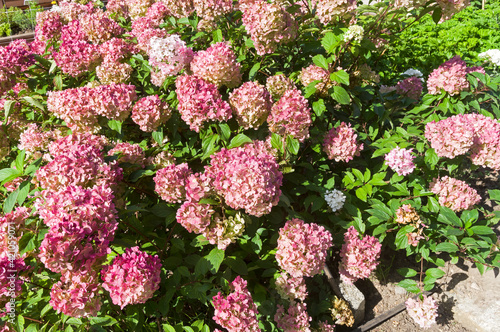 Slika na platnu Blooming panicle hydrangea