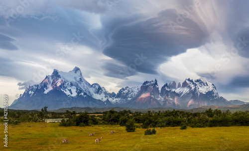 Guanacos grazing in front of Torres Del Paine mountain range with lenticular clouds