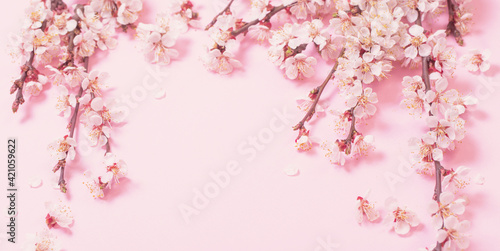 cherry flowers on pink paper background © Maya Kruchancova
