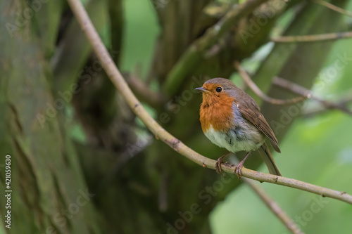 robin on a branch © martyn