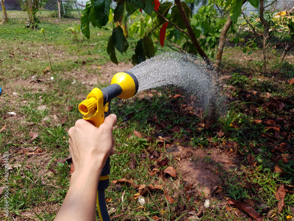 Fototapeta premium A man's hand holds a water sprinkler to water the plants.