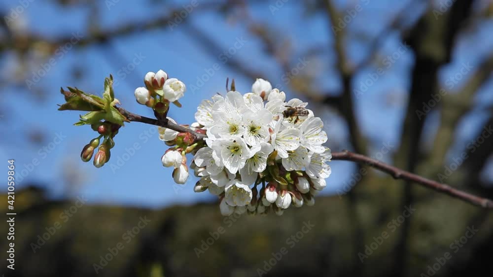 cherry blossom with bee in spring
Kirschblüte mit Biene im Frühling cherry blossom with bee in spring
Kirschblüte mit Biene im Frühling