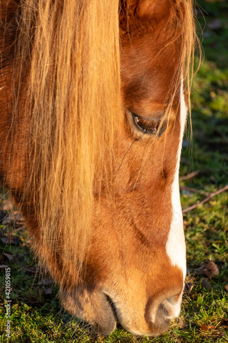 Thoroughbred youngster posing on the green meadow summertime. Portrait of a purebred young horse on summer pasture. Closeup of a young domestic horse on natural background outdoors rural scene. High