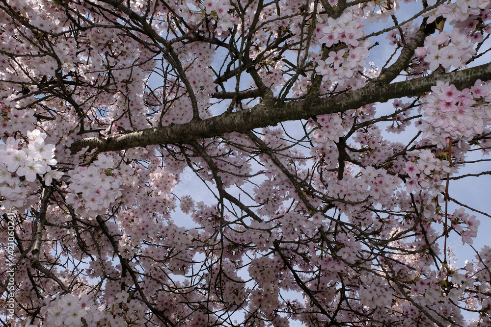 Dans un cerisier du Japon en fleurs Dans un cerisier du Japon en fleurs