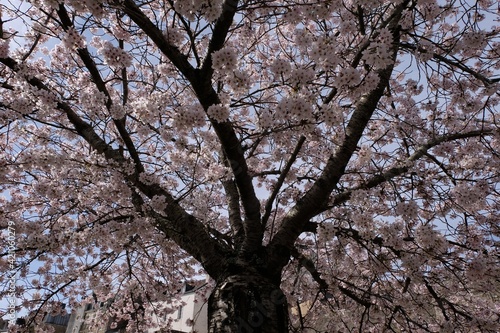 Sous un cerisier du Japon en fleurs