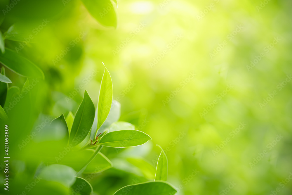 Nature of green leaf in garden at summer. Natural green leaves plants using as spring background cover page greenery environment ecology wallpaper Nature of green leaf in garden at summer. Natural green leaves plants using as spring background cover page greenery environment ecology wallpaper