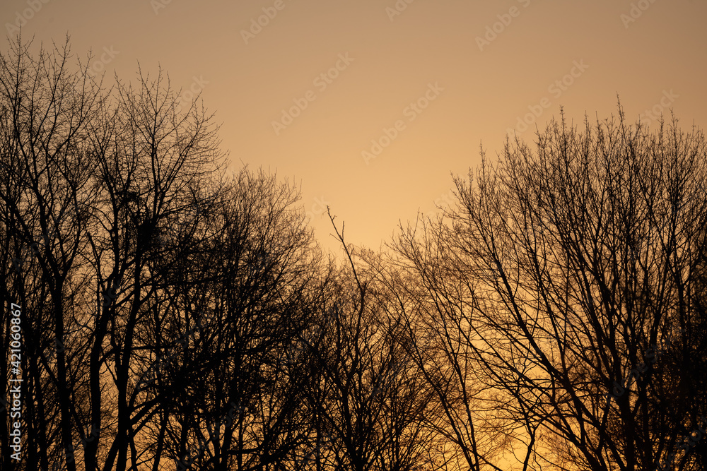 Bäume bei Sonnenaufgang