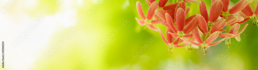 Fototapeta premium Nature of flower in garden using as background natural flora cover page or banner design