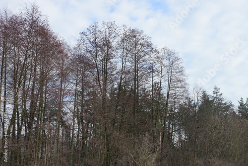 Wallpaper Mural a row of gray tall large trees on an autumn street against a background of white clouds and blue sky Torontodigital.ca