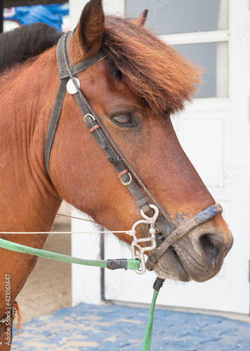 Portrait of cute brown pony horse. Close up. © VICHAILAO