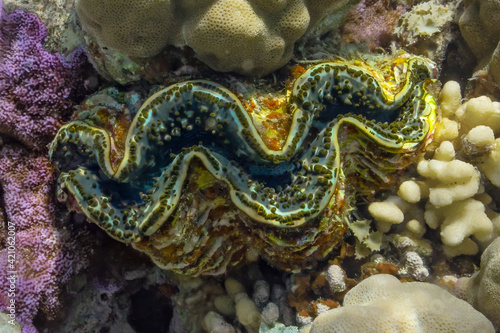 Detail of the mantle of a giant clam, Tridacna, growing on a coral reef 