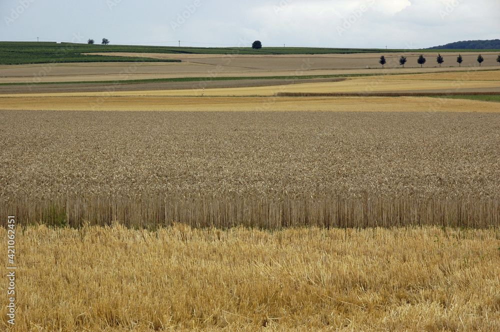 Rheinhessische Landschaft aus Getreide- und Stppelfeldern