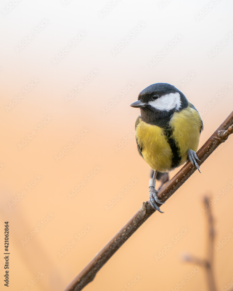 Obraz premium great tit in golden light