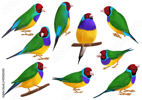 drawing birds, Gouldian finch