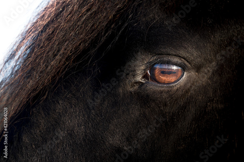 Brown eye of a black Friesian horse, lit by the sun. Focus on the eye lashes