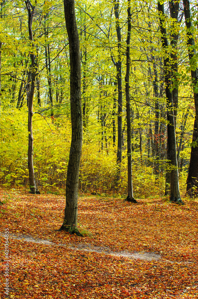 Fototapeta premium Golden autumnal forest with sunbeams