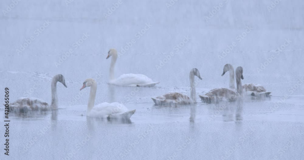 The mute swan (Cygnus olor) during the snowfall on Soderica Lake, Croatia The mute swan (Cygnus olor) during the snowfall on Soderica Lake, Croatia