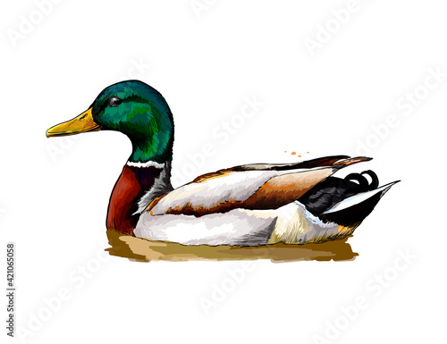 Duck from a splash of watercolor, colored drawing, realistic. Vector illustration of paints