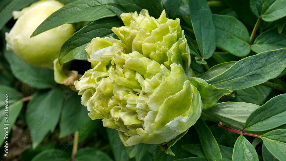 The tree-like peony of green-flowered cultivar Green Jade Lu Mu Ying Yu close-up. The tree-like peony of green-flowered cultivar Green Jade Lu Mu Ying Yu close-up.