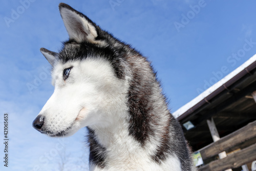 Portrait of a Siberian husky  friendship forever. Pet. Husky