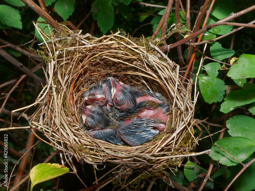 Eurasian blackcap babies in the nest (Sylvia atricapilla)