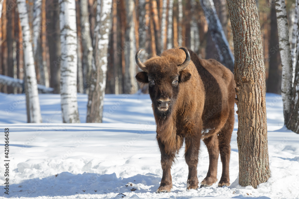 An adult female bison stands in the snow on a winter day An adult female bison stands in the snow on a winter day