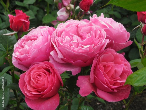 Beautiful bright closeup  pink roses in Vancouver rose  garden