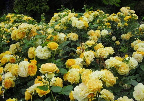 Pretty Bright  yellow and white rose  flowers bloom in summer