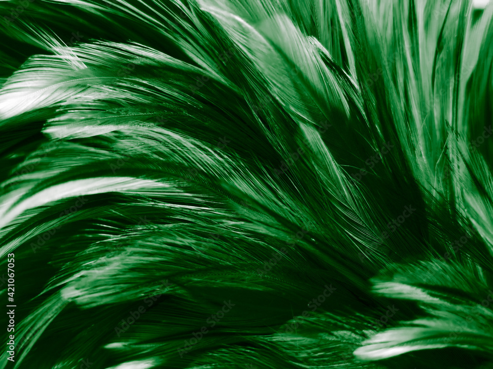 Beautiful Abstract Green Feathers On Dark Background And Black Feather  Texture On Dark Pattern And Green Background Feather Wallpaper Love Theme  Valentines Day Stock Photo - Download Image Now - iStock