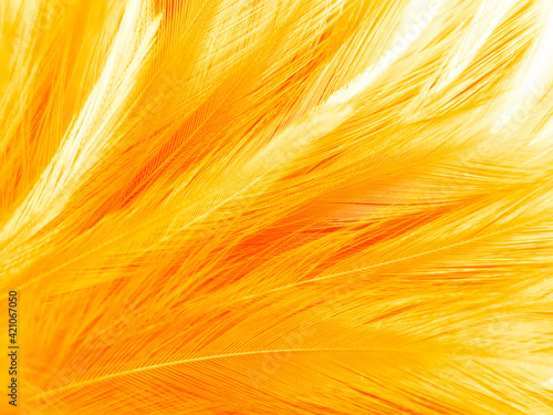 Beautiful abstract orange and white feathers on white background, soft brown feather texture on white pattern background, yellow feather background, light brown texture