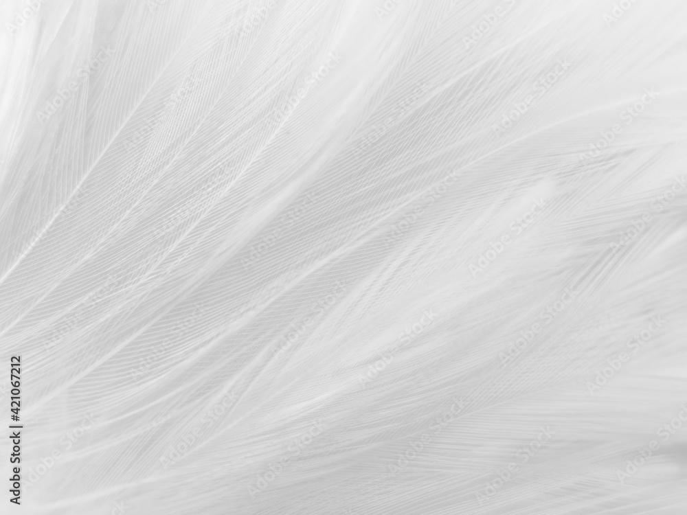 Beautiful abstract black feathers on white background and soft white feather texture on white texture pattern, dark theme wallpaper, gray feather background, gray banners Beautiful abstract black feathers on white background and soft white feather texture on white texture pattern, dark theme wallpaper, gray feather background, gray banners
