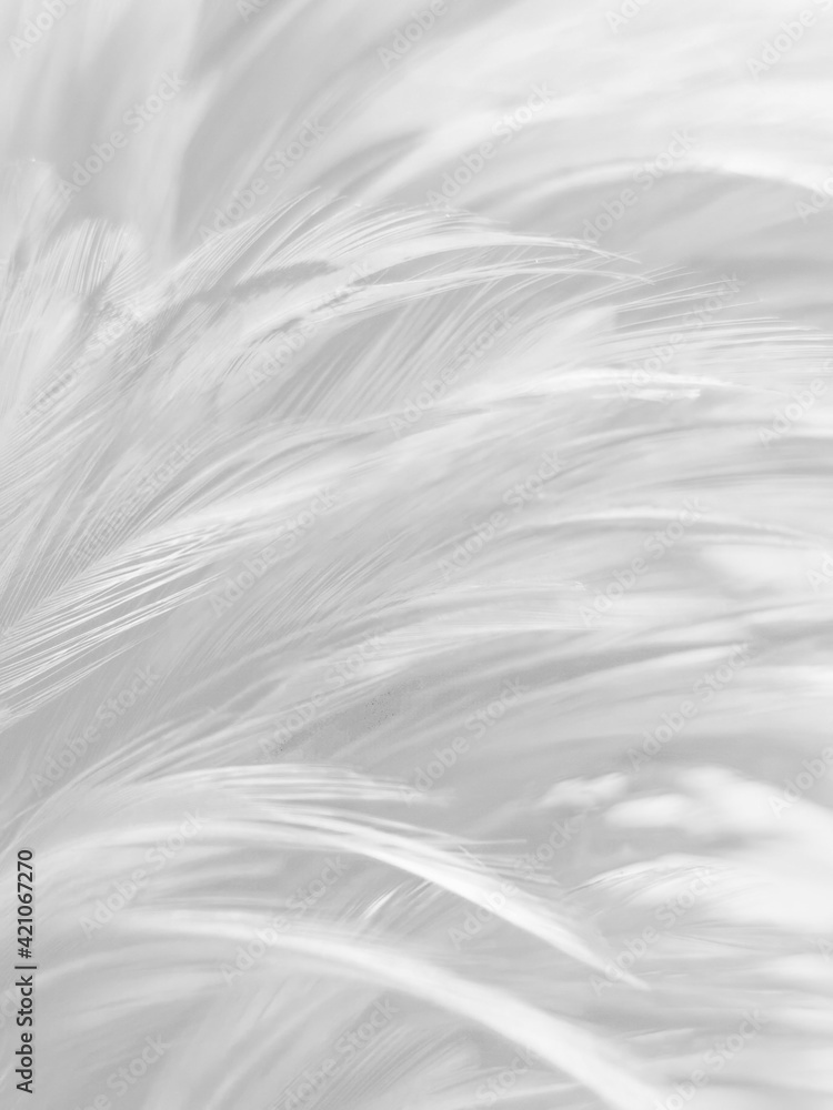Beautiful abstract black feathers on white background and soft white feather texture on white texture pattern, dark theme wallpaper, gray feather background, gray banners Beautiful abstract black feathers on white background and soft white feather texture on white texture pattern, dark theme wallpaper, gray feather background, gray banners