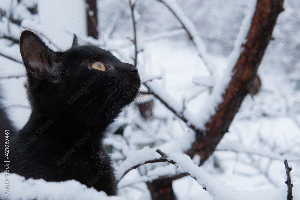 kitten in the winter garden on the hunt kitten in the winter garden on the hunt