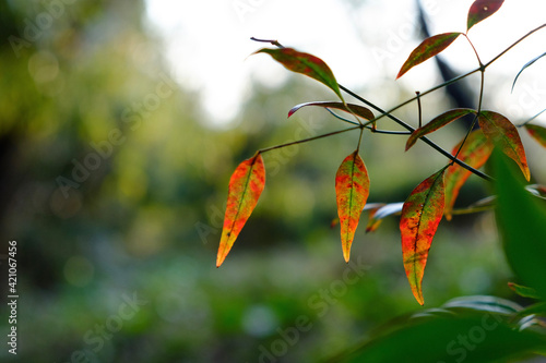 red and yellow leaves  © Ryoga Nakayasu