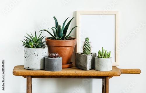 Home plant Succulent Mockup frame copy space on wooden table on white wall background