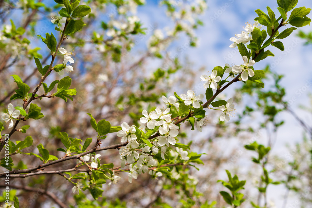 Blooming branches of an apple tree in spring. Blooming branches of an apple tree in spring.