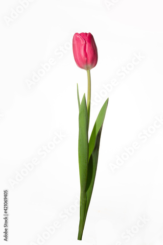 Fototapeta Naklejka Na Ścianę i Meble -  Wonderful pink tulips on a white background.