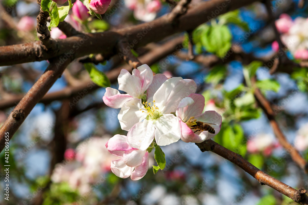Blooming branches of an apple tree in spring. Blooming branches of an apple tree in spring.