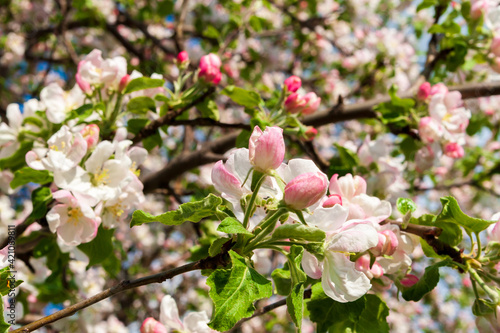 Blooming branches of an apple tree in spring.
