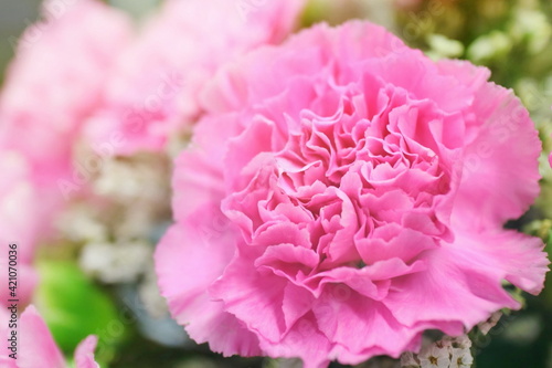 Soft focus of  bouquet of a pink carnation. Mother s day and flower concept. 