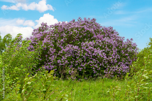 The lilac blooms in full bloom.