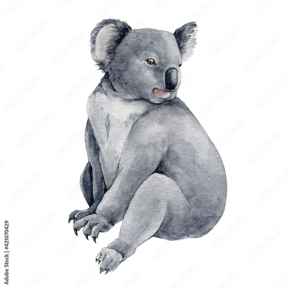 Koala bear watercolor illustration. Australia symbol cute koala ...