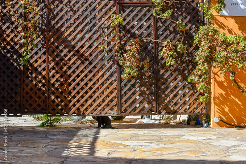 A black stray cat looks under a trellis gate in the Plaka distric of Athens, Greece. photo